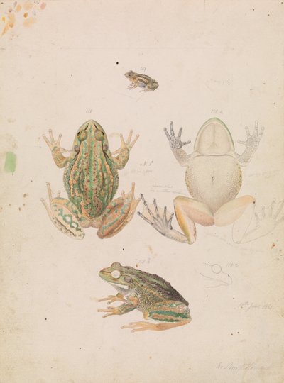 Growling Grass Frog, Litoria raniformis by Arthur Bartholomew